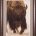 American Bison Portrait In Snow, North America