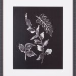 Assorted Leaves On Black III