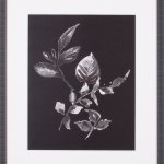 Assorted Leaves On Black II