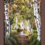 Birch Path II