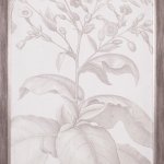 Collected Florals II