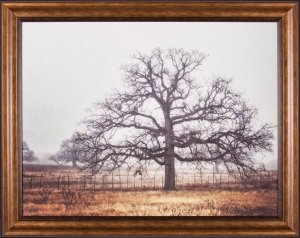 Foggy Oak