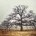 Foggy Oak