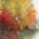 Forest Reflection II