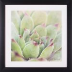 Garden Succulents IV