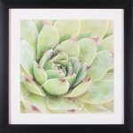 Garden Succulents II