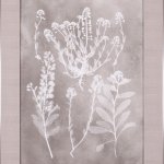 Herbarium Study II