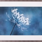 Rainforest Fresco II