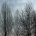 Tree Silhouette I