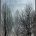 Tree Silhouette I