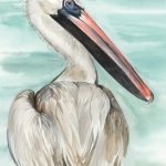 Turquoise Pelican II