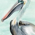 Turquoise Pelican I