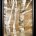 Wandering Through The Birches II