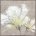 White Flowers II