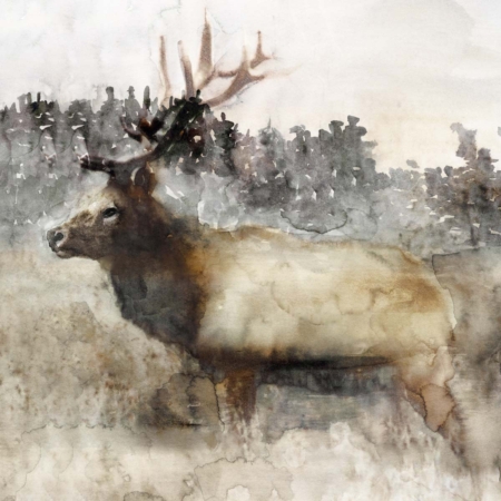 Moutain Elk II